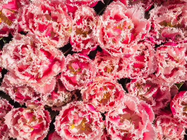 Tulipanes rosados con bordes dentados — Foto de Stock