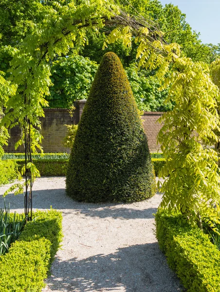 Albero buxus a forma di cono — Foto Stock