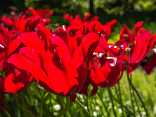 Rode tulpen in fel zonlicht — Stockfoto