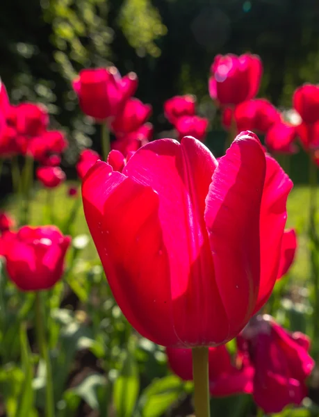 Różowe tulipany w jasnym świetle słonecznym — Zdjęcie stockowe
