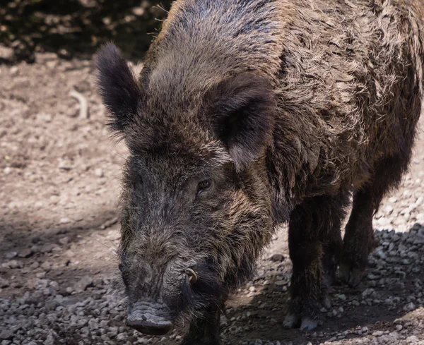 Cinghiale adulto — Foto Stock