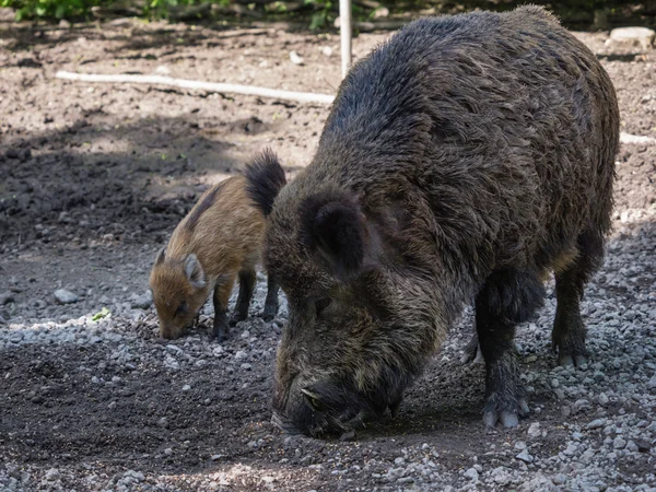 Cinghiale adulto — Foto Stock