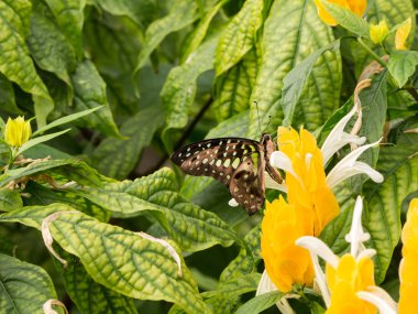 Kuyruklu yeşil jay kelebek