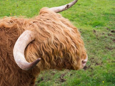Scittish yayla inek