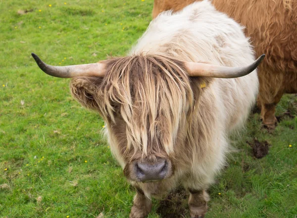 Schittische Hochlandkuh — Stockfoto