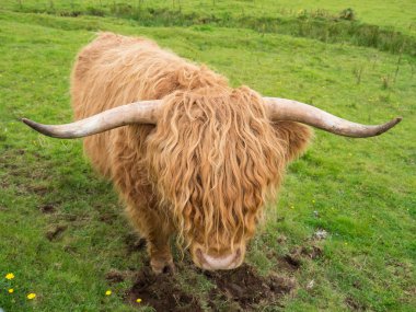 Scittish yayla inek