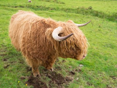 Scittish yayla inek