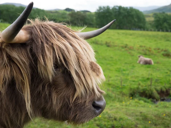 Scittish highland cow Rechtenvrije Stockfoto's