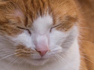 Bir kırmızı saçlı kedi yakın çekim