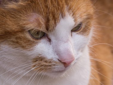 Bir kırmızı saçlı kedi yakın çekim