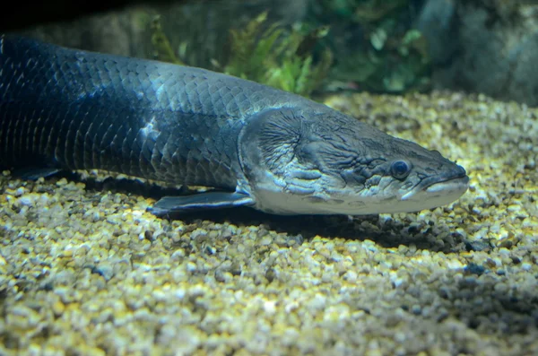 Ein arapaima schwimmt in einem aquarium lizenzfreie Stockfotos