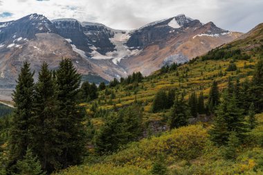 Japser Ulusal Parkı, Alberta, Kanada 'da ağaçları ve dağları olan güzel karlı buzullar.