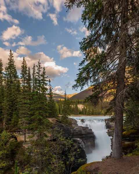 Athabasca Cai Atrás Árvores Floresta Parque Nacional Jasper Alberta Canadá — Fotografia de Stock