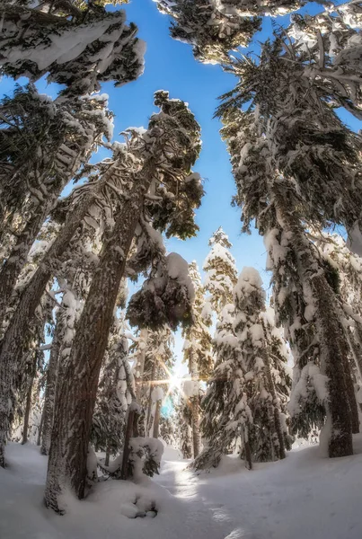 ワシントン山は私の好きな冬の写真撮影の場所の1つです 私たちがこの冬そこに行ったとき 晴れた雪の日を得ることができました — ストック写真