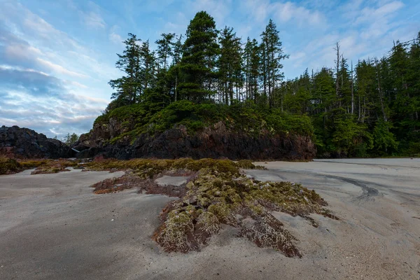 温哥华岛西海岸的海岸线 海滩通向无尽的森林 — 图库照片
