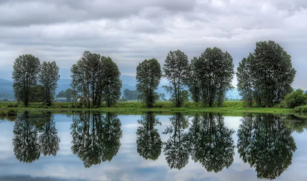 Groupe d'arbres avec réflexion parfaite dans l'eau — Photo