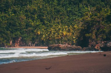Palmiye ağaçları sahilde sörf yapıyor.