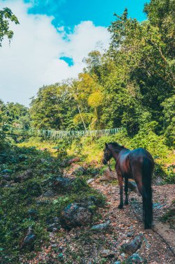 Ormanın ortasında at