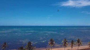 Karayip Sahili Bakire Palmiye Ağacı ve Kristal Suyu