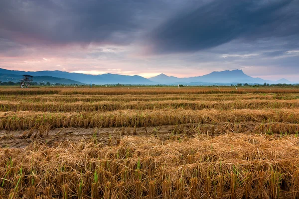 Geerntetes Reisfeld bei Kota Belud, Sabah, Ostmalaysien, Borneo — Stockfoto