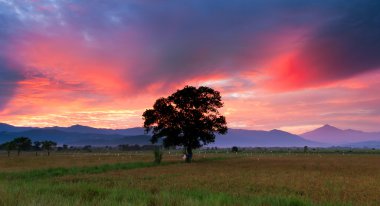 sabah, Doğu Malezya, borneo at sunrise çeltik alan tek ağaç