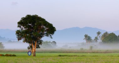 Kota Marudu, Sabah, Doğu Malezya, Borneo, puslu bir sahada tek ağaç