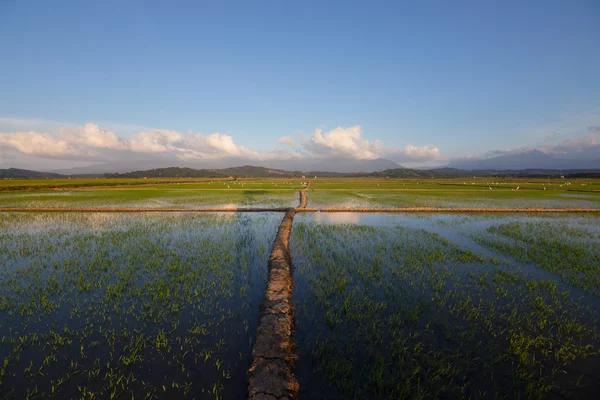 Reisfeld mit blauem Himmel bei Kota Belud, Sabah, Borneo, Ostmalaysien — Stockfoto