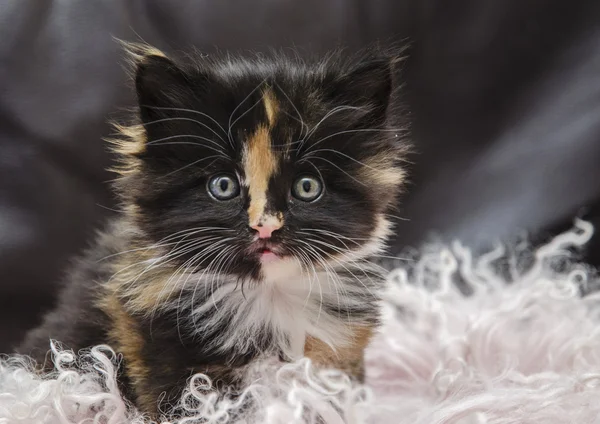 Gizmo