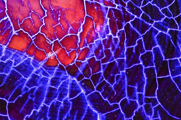 Blue Red Dragon Vein Pattern — Stock Photo, Image