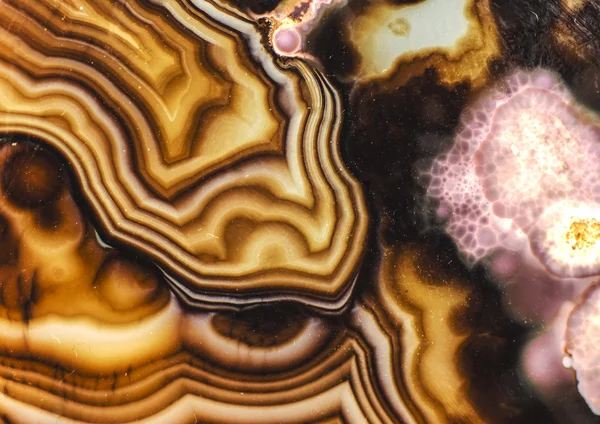 Pink Brown Turritella Agate Pattern — Stock Photo, Image