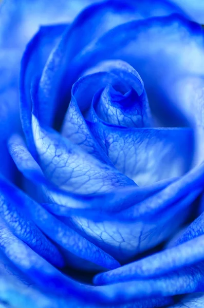 Macro rose bleue Images De Stock Libres De Droits