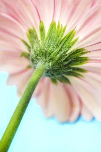 Pembe Gerbera çiçek kök — Stok fotoğraf