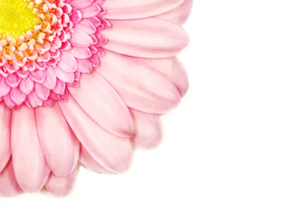 Pembe gerbera çiçek — Stok fotoğraf