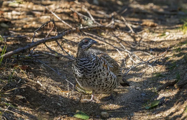 Grouse on a forest path — Stock Image Grouse on a forest path Stock Image