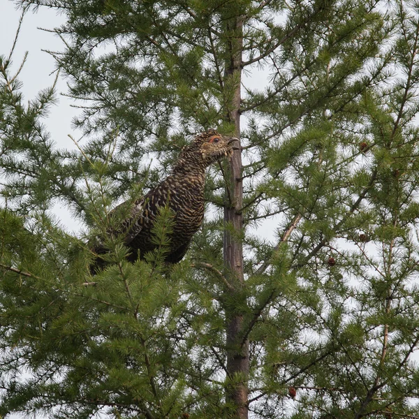 Female of capercaillie — Stock Image Female of capercaillie Stock Picture
