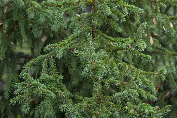 fir branches