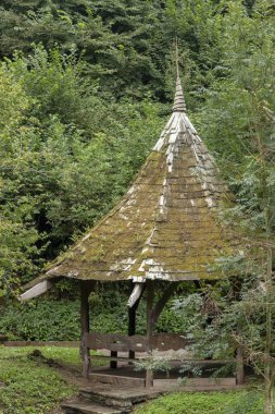 Ormanın ortasında, tepesini küf ve yosun kaplamış eski bir ahşap çalım manzarası. 