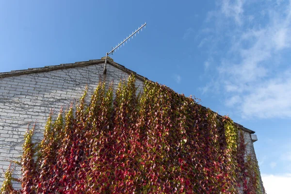 Zblízka Pohled Krásné Podzimní Listí Vyrůstající Straně Cihlového Domu — Stock fotografie