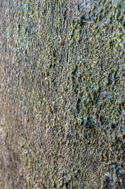 Ahşap kapının kenarını kaplayan yeşil yosunların yakın görüntüsü 