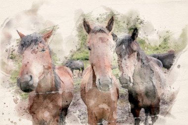 Kahverengi bir körfez atının burnuna dokunan birinin yakın plan görüntüsü. Çamurlu bir otlakta dururken. 