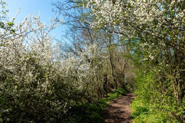 a view of the english country side with the beautiful natual vegetation