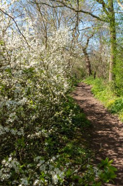 a view of the english country side with the beautiful natual vegetation