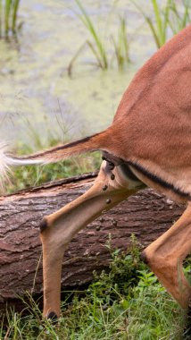 Yeşil bir göletin yanında kaka yapan bir Impala 'nın yakından görüntüsü. 