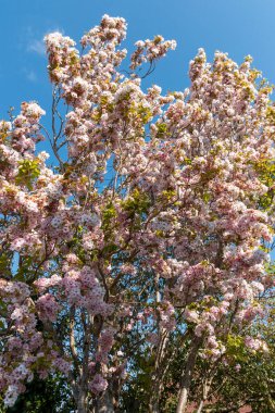 Japon kirazı ya da budama ağacının çiçeklerine yakından bakmak için.