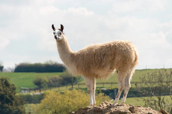 Close View Alpaca Ontop Small Hill — Stock Photo, Image