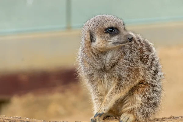 Close View Meerkat — Stock fotografie