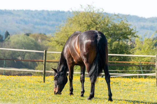 Açık Bir Arazide Çim Yiyen Bir Körfez Atının Yakın Çekimi — Stok fotoğraf