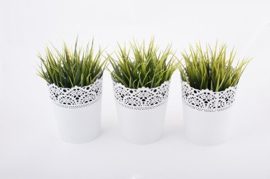 Parlak yeşil bitkilerin üç tencere