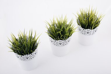 Parlak yeşil bitkilerin üç tencere