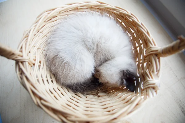 Sovende kattunge i kurv – stockfoto